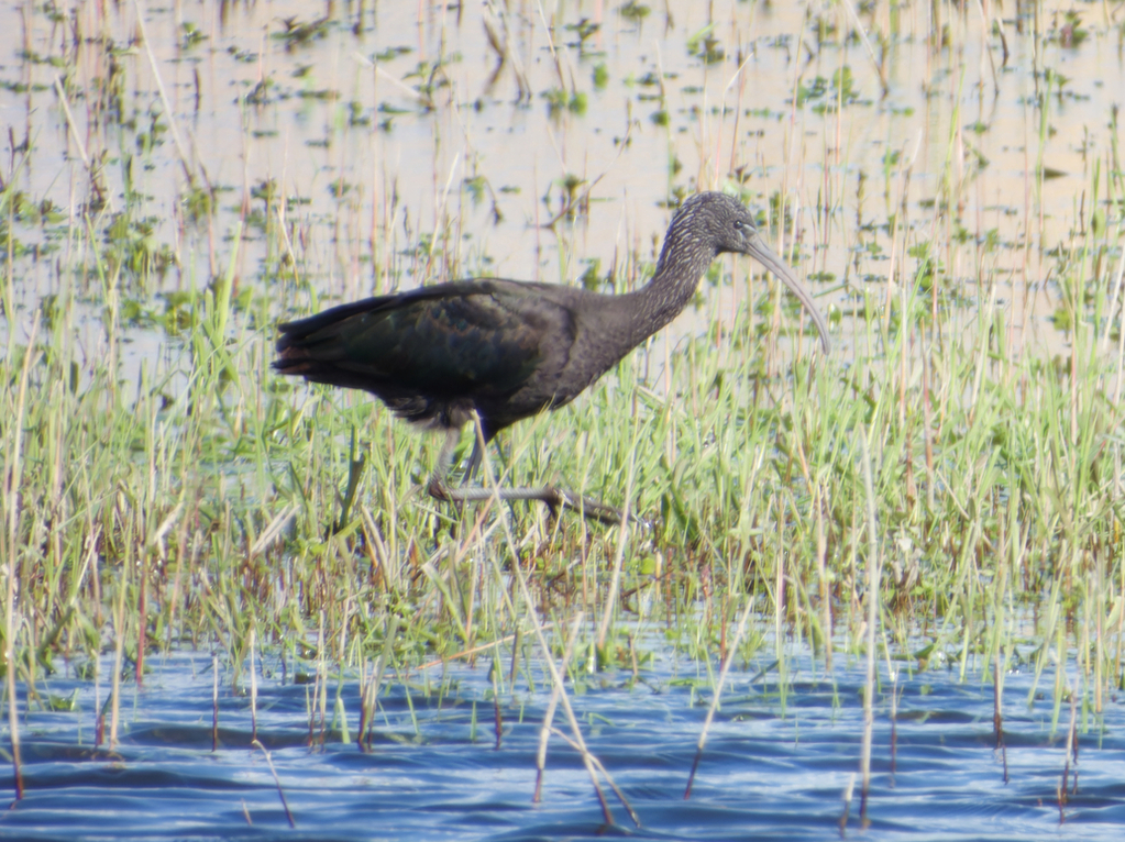 Glossy Ibis